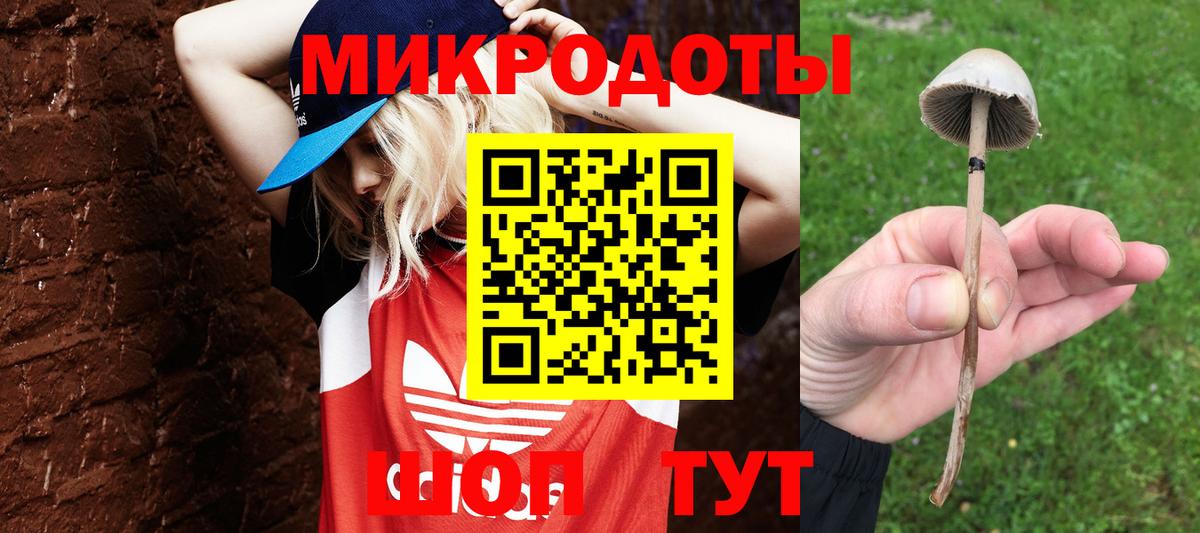 Псилоцибиновые грибы Psilocybine cubensis Бор